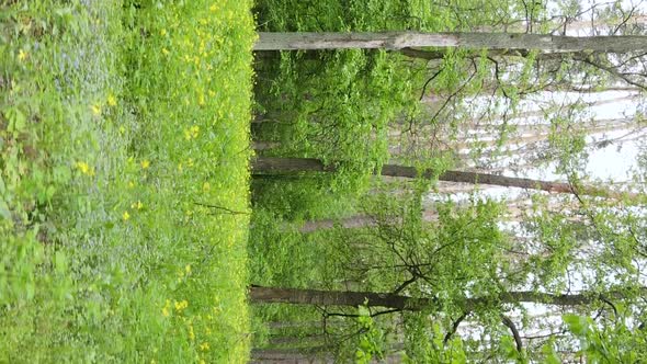 Vertical Video of a Forest with Pine Trees