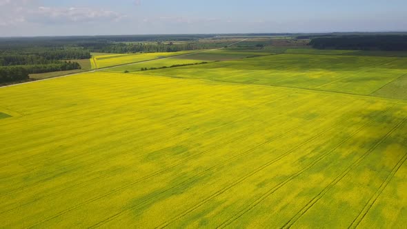 Rapeseed Fields Aerial 3