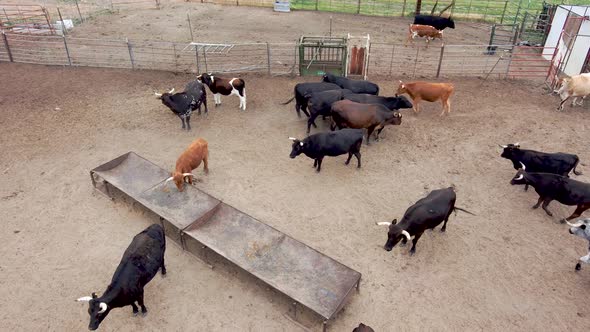 Playful bulls and steers mingle in this large pen.