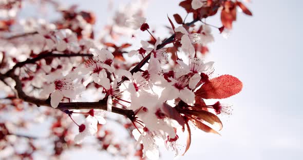 Cherry Blossom Waying Wind Closeup Background