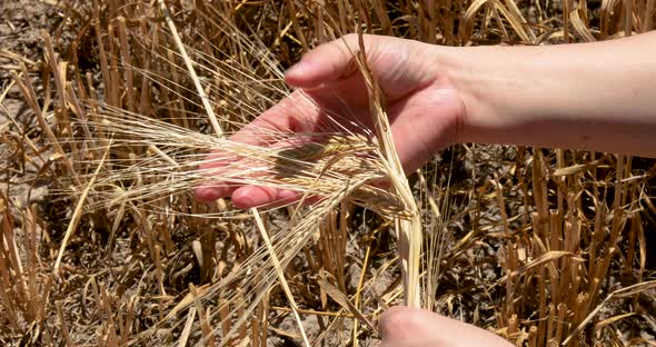 Hand holding wheat ear in sunny field