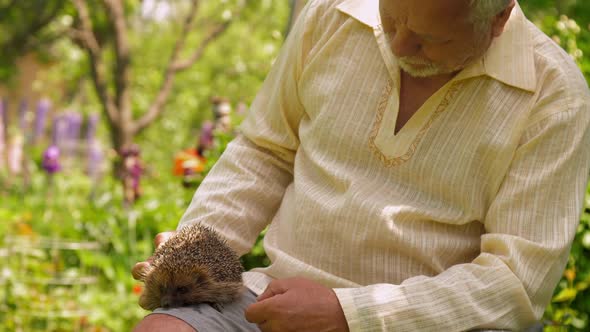 Senior Man Strokes Hedgehog in Beautiful Summer Garden