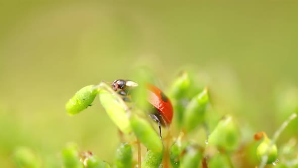 Close-up Wildlife of a Ladybug in the Green Grass in the Forest