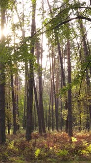 Vertical Video Trees in the Autumn Forest in the Afternoon