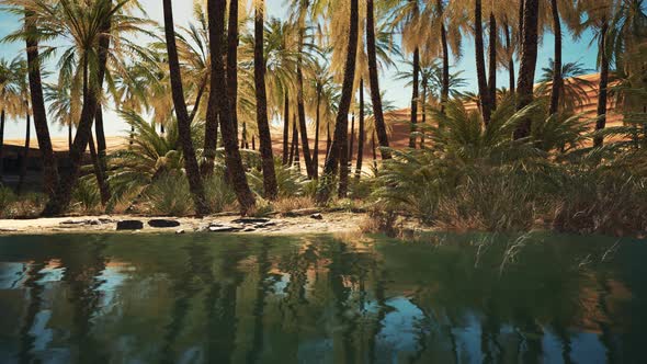 Green Oasis with Pond in Sahara Desert