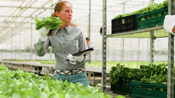 Agricultural Female Worker Typing Data on Tablet of Organic Green Salad