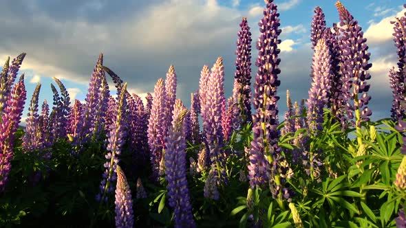 Beautiful Lupin Field at Lake Tekapo, New Zealand in Summer