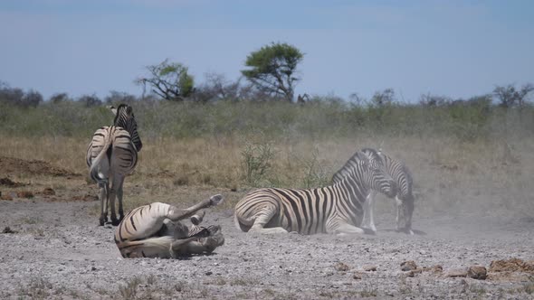 Zebra Rolling in dust of the African Savanna