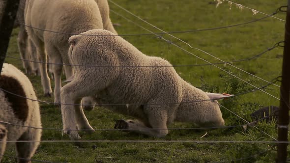 Flock of Sheep in a Farm at Sunset.