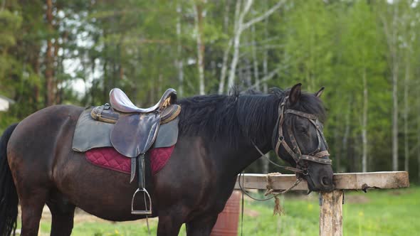 The Horse is Standing in the Paddock