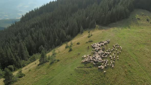 Sheep on a Beautiful Mountain Meadow