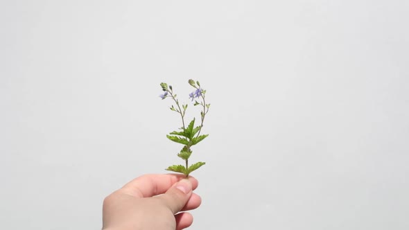 Hand Holding Young Plant Isolate on White Background