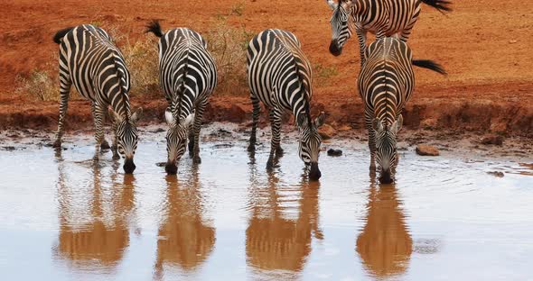 Burchell's Zebra, equus burchelli, Herd Drinking at the Water Hole, Tsavo Park in Kenya