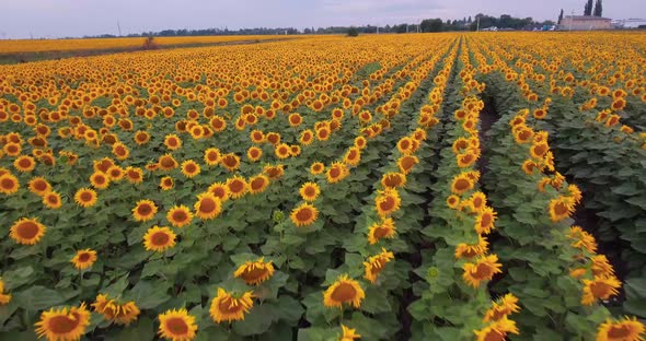 Aerial View Agriculture Field with Blooming Sunflowers