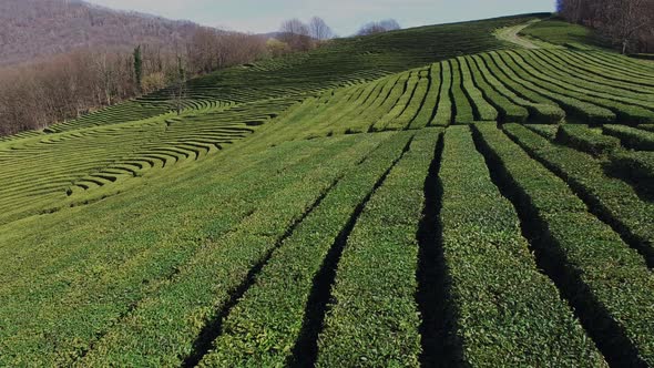 Camera Is Flying Over Huge Slope of Mountain Covered Tea Trees