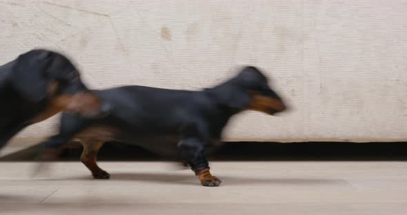 Two Funny Active Dachshunds Quickly Run Past Side View From a Low Angle