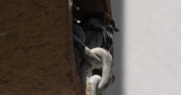 A domestic sparrow under a tiled roof