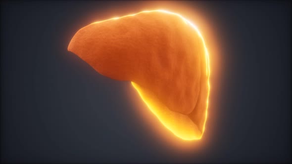 Loop 3d Rendered Medically Accurate Animation of the Human Liver alt