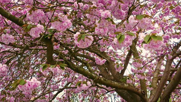 Pink Flower Blossoms On Tree