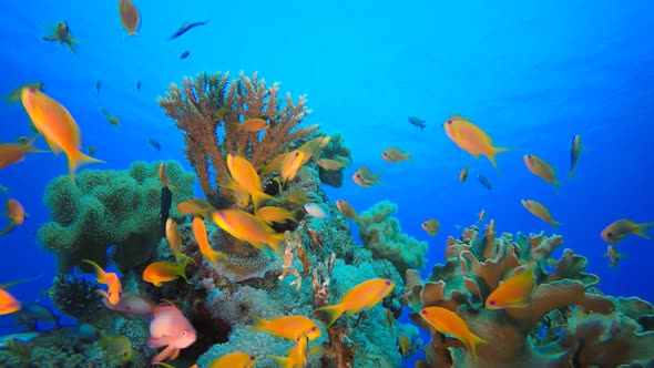 Tropical Blue Water Colorful Fishes