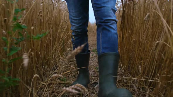 A Farmer in Rubber Boots Walks Through a Wheat Field