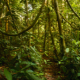 Amazon Rainforest Jungle And Animal Sounds for 10 Minutes