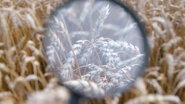 The Agronomist Checks the Ears of Wheat with a Magnifying Glass