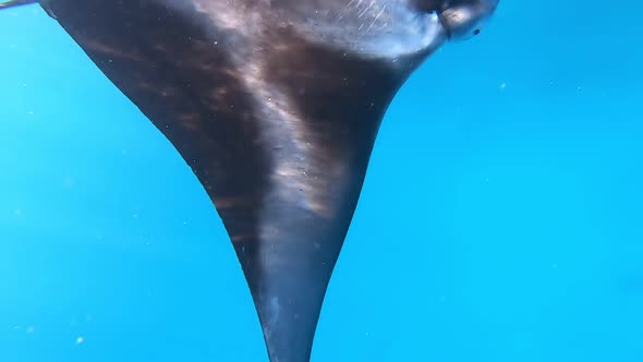 Stingray Swims Under Blue Water Between Divers