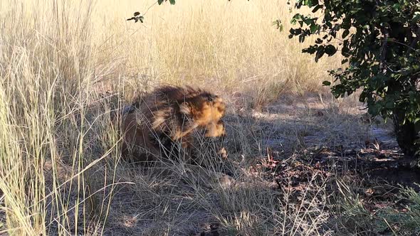 Male African Lion relaxes in tall shady grass in Botswana, Africa