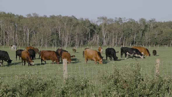 Cattle grazing behind wire fence on farm in Manitoba