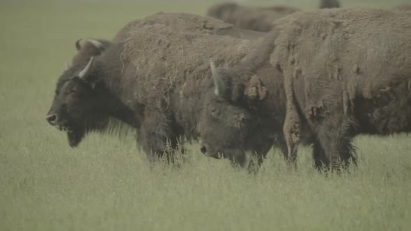 Bison in a Field on Pasture. Slow Motion