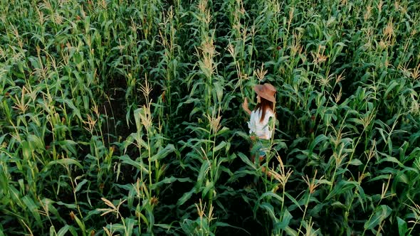 Young Farmer Girl in a Hat, on a Corn Field, Goes Through the Tall Corn Stalks in the Sun, Drone