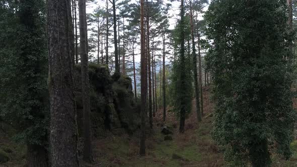 Green Forest at Spring Magical Powerful Trees in the Morning Time Charming and Powerful Trees