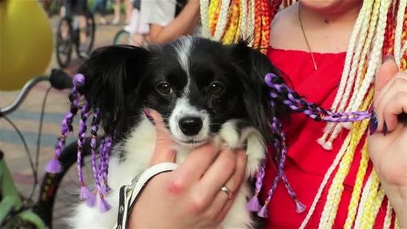 Black and white dog with purple pigtails on the hands of the girl. Girl's hand stroking the dog.