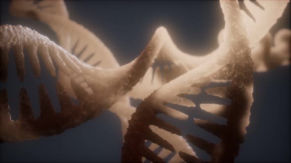 Loop Double Helical Structure of Dna Strand Closeup Animation