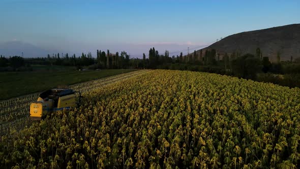 Harvesting Sunflowers Growing in a Farmer's Field