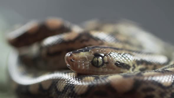 Brazilian Rainbow Boa  Epicrates Cenchria