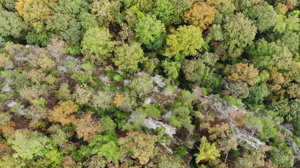 fall leaves tree tops forest aerial drone top down