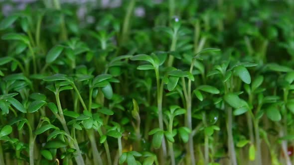 Fresh raw organic watercress salad sprouts on white background rotating close up.