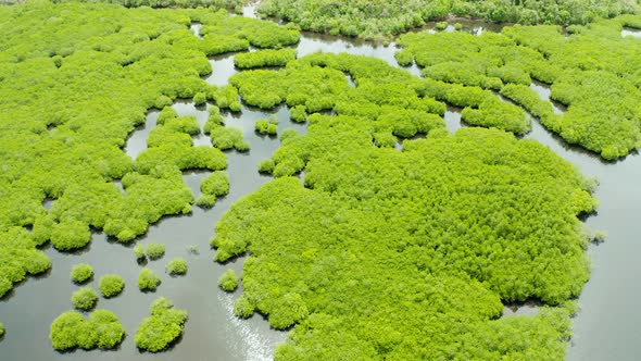 Aerial View of Mangrove Forest and River