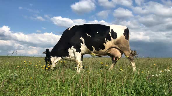 Cow grazing on the green meadow in a sunny day.