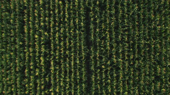 Fly Over a Green Field with Good Harvest of Corn Maize