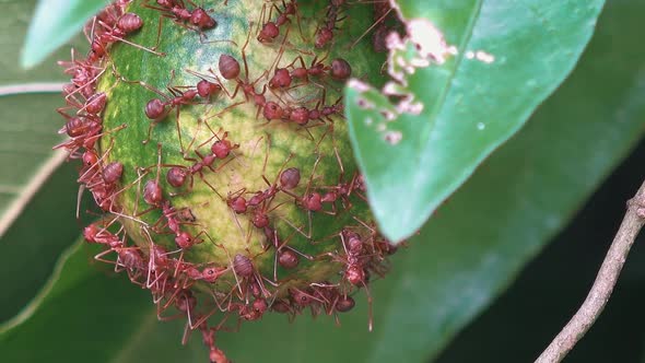 Ants Swarming on a Fruit