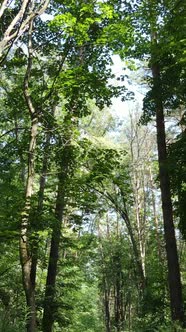 Vertical Video of Beautiful Green Forest By Day