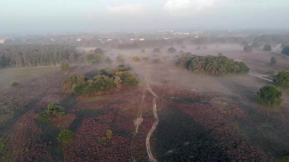 Blooming Heather in the NetherlandsSunny Foggy Sunrise Over the Pink Purple Hills at Westerheid Park