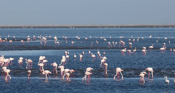 Rosy Flamingo colony in Walvis Bay Namibia