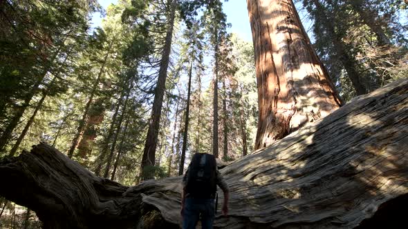 Giant Redwood Sequoia Tree Exploring 