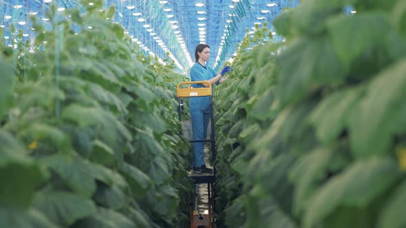 Cucumber Plants Are Getting Tied Up By a Lady in the Greenhouse