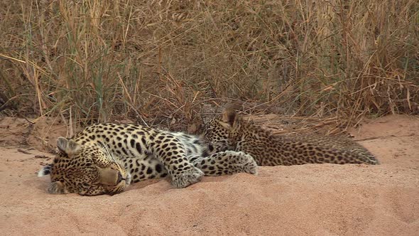 A tender moment as leopard cubs are suckling from their mother in the African wilderness.