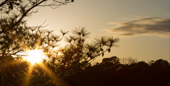 Tree Silhouette at Sunset Time Lapse